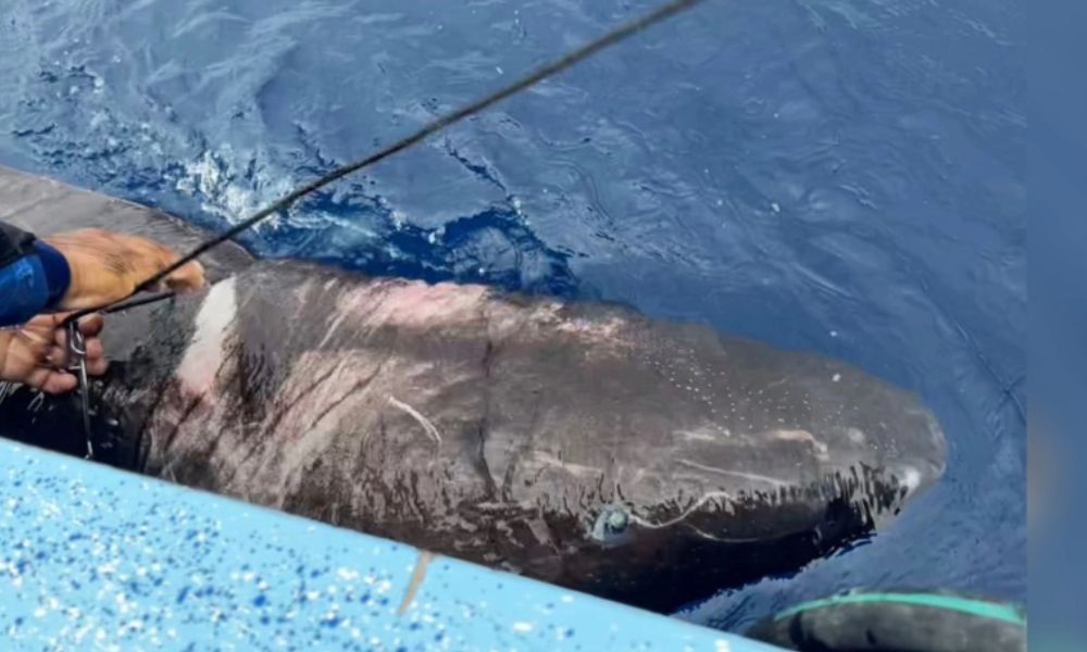 Tubarão de 400 anos é visto pela primeira vez em mar do Caribe