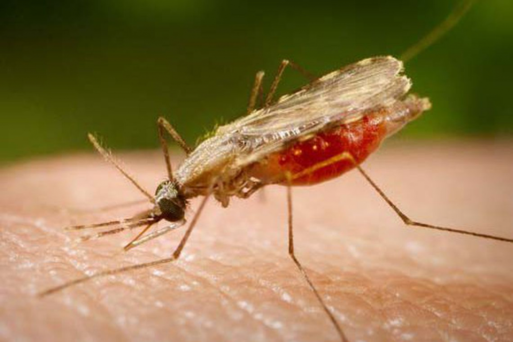 Dois casos de malária são registrados na Grande São Paulo