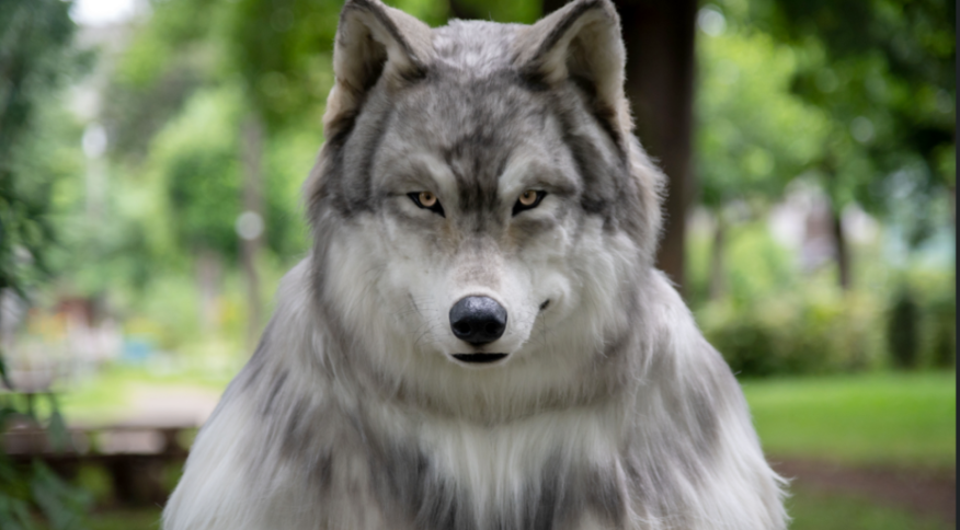 Homem gasta R$ 120 mil para ‘virar’ lobo no Japão
