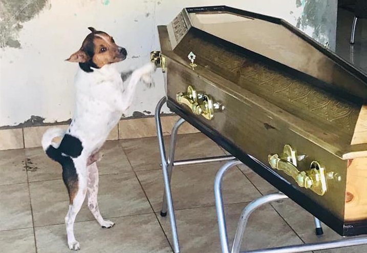Cachorro chora ao lado de caixão durante velório da dona na Bahia