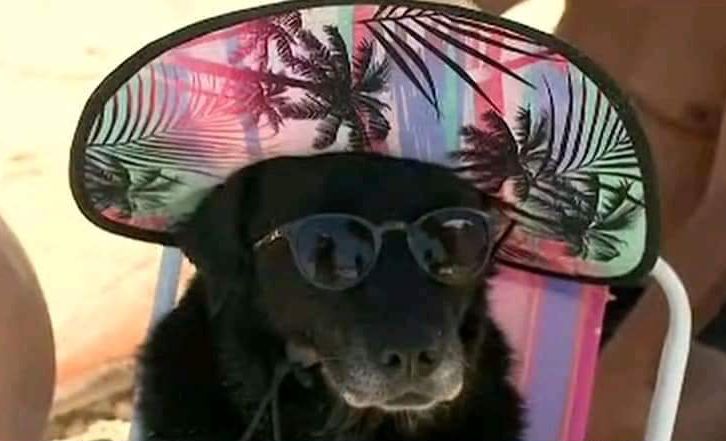 Cachorra com acessórios de verão em praia de Florianópolis vira primeiro meme de 2022