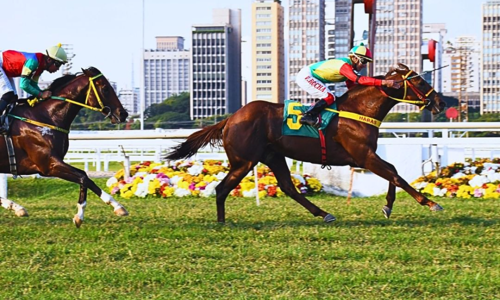 Lei municipal que proibia corrida de cavalo no Jockey Club de São Paulo é suspensa pelo TJ 