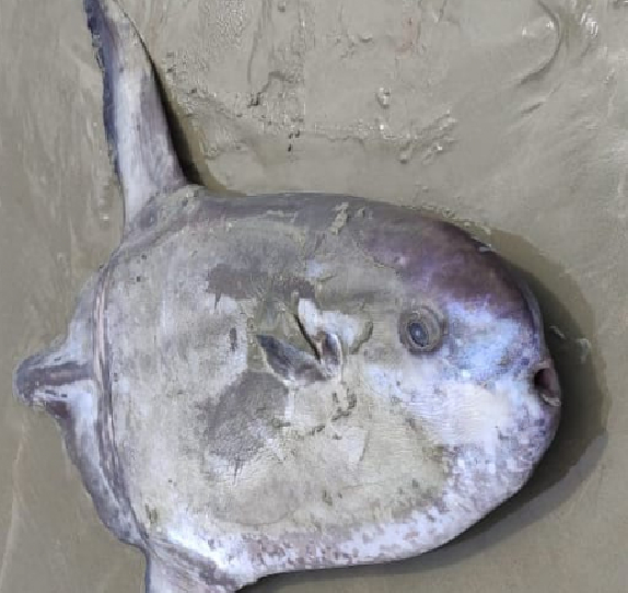 Peixe raro e que vive nas profundezas do oceano morre encalhado em praia no Piauí