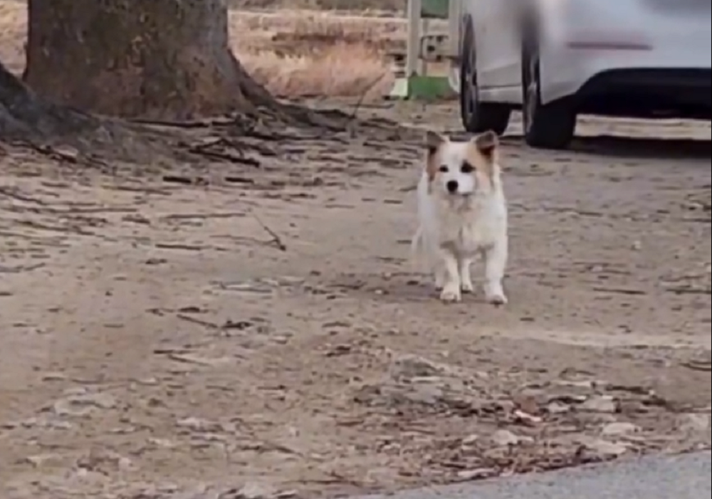 Cachorro vaga sem rumo pelas ruas da Coreia do Sul à espera de família que morreu em acidente aéreo