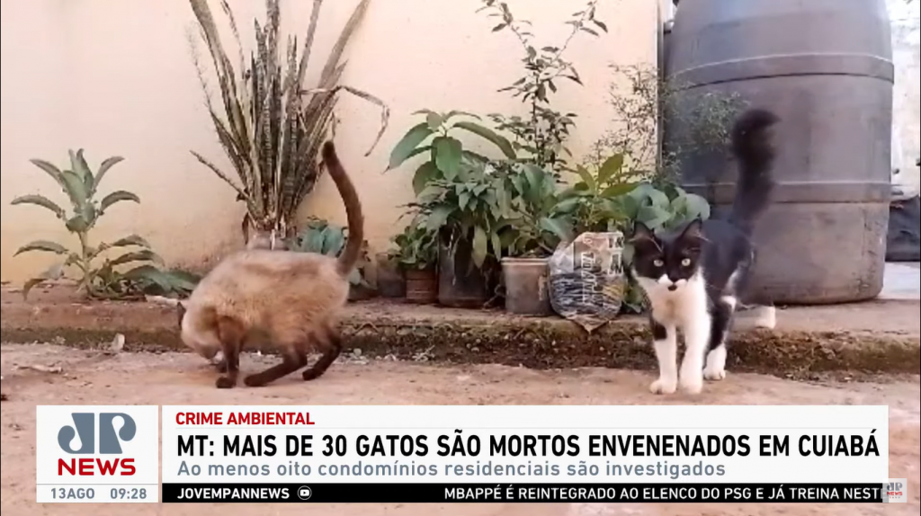Mais de 30 gatos são mortos envenenados em condomínios de Cuiabá