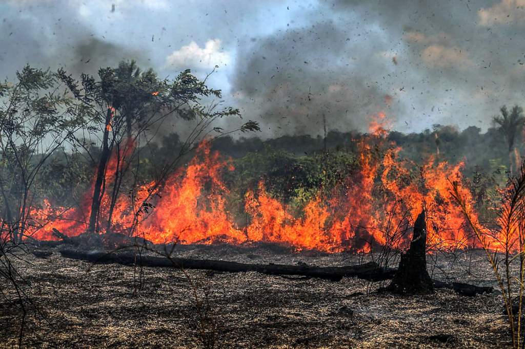 Ao STF, Bolsonaro diz que governo não é inerte ao desmatamento na Amazônia
