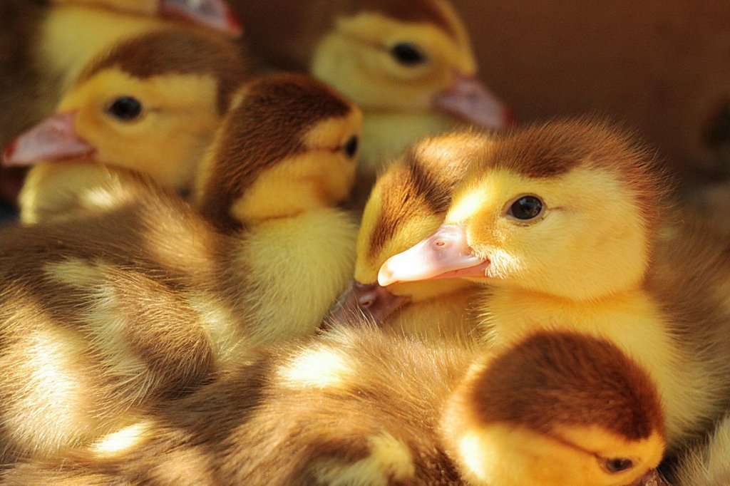 França confirma surto de gripe aviária em criação de patos