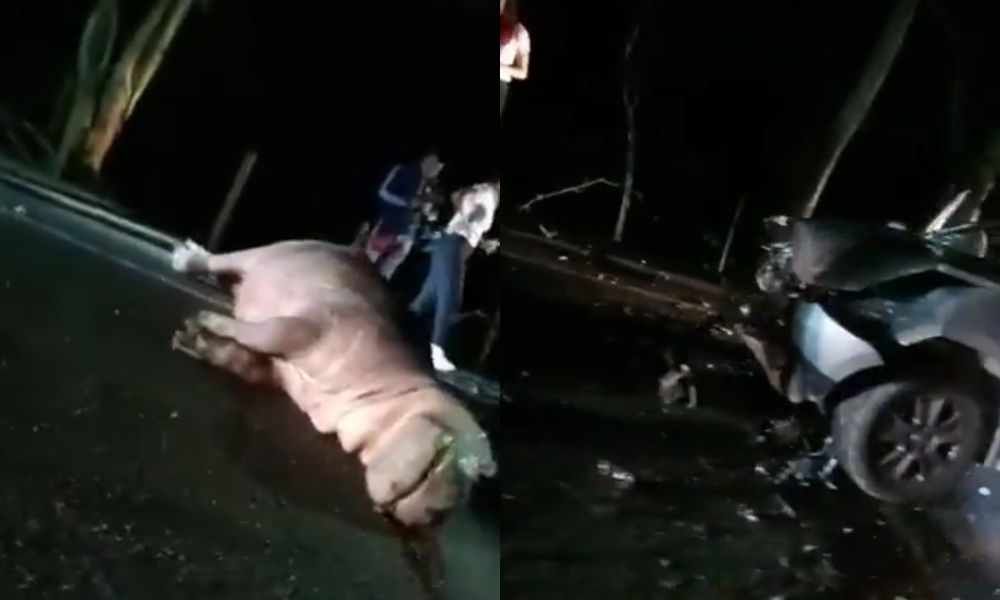Hipopótamo de Pablo Escobar morre atropelado em rodovia na Colômbia