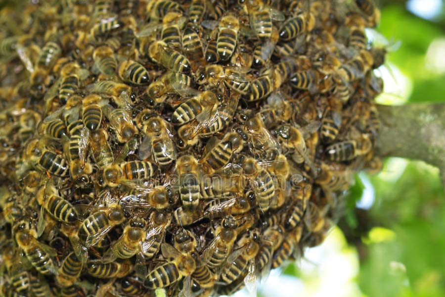 Idoso de 68 anos morre após ser  atacado por abelhas em Bressane