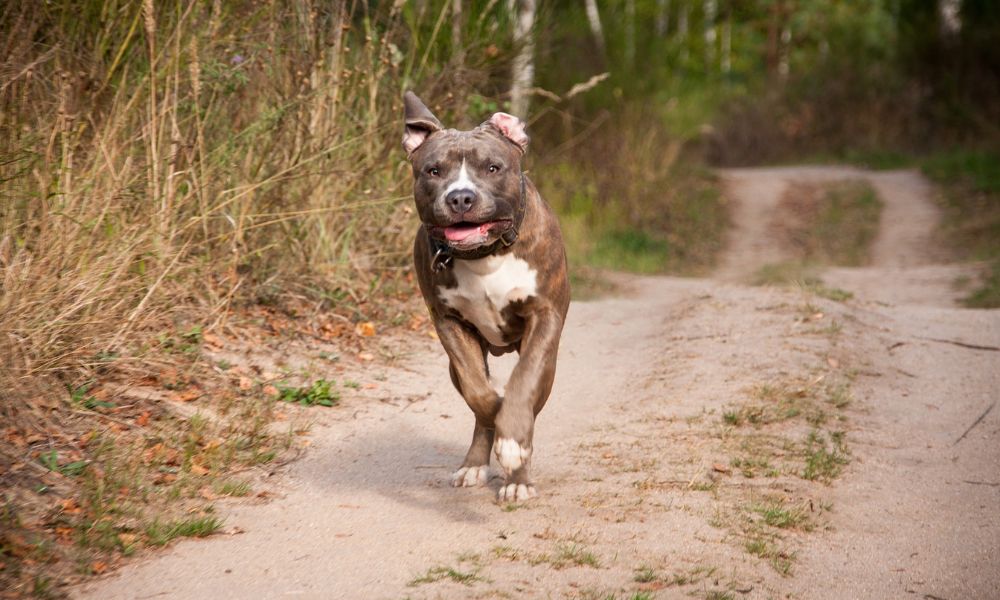 Idoso é preso por maltratar cão da raça pitbull no interior de SP