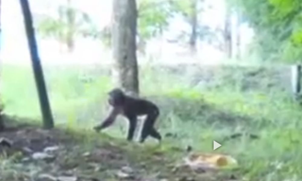 Macaco que atacou mais de 50 pessoas no Japão é capturado e morto pela polícia