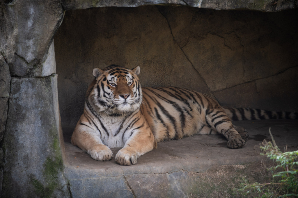 Tigre de 14 anos morre em zoológico dos EUA após contrair Covid-19