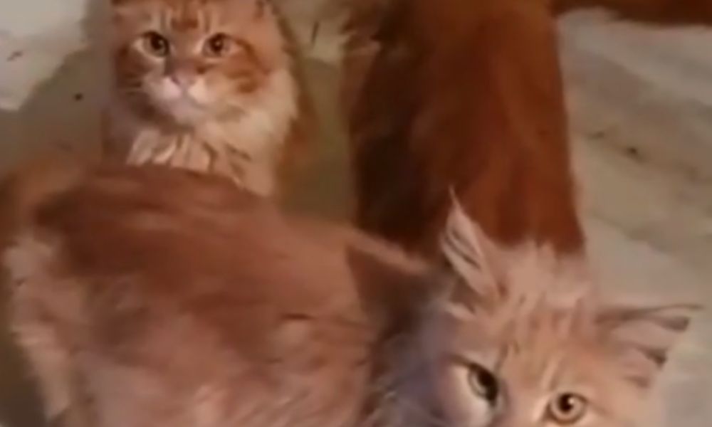 Russa desmaia em casa e é devorada por 20 gatos de estimação