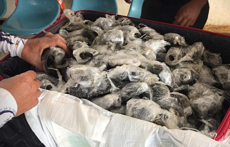 Bagagem com 185 filhotes de tartaruga é encontrada em aeroporto no Equador