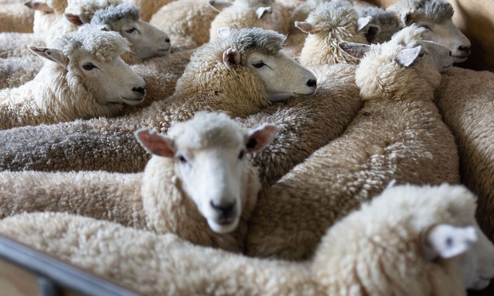 Nova Zelândia perde 400 mil ovelhas em um ano, mas animal ainda supera número de habitantes do país