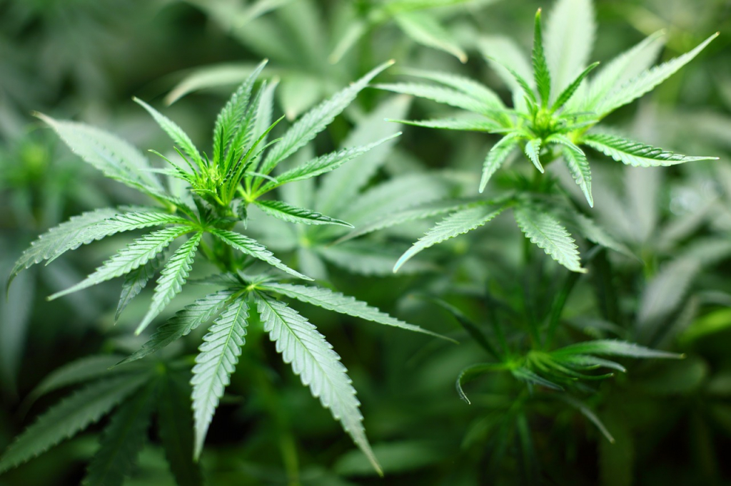 Especialistas apontam diferenças entre uso recreativo e medicinal da Cannabis sativa