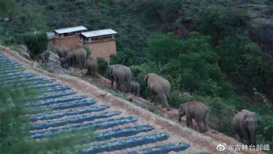 Manada de elefantes selvagens se aproxima de grande cidade da China