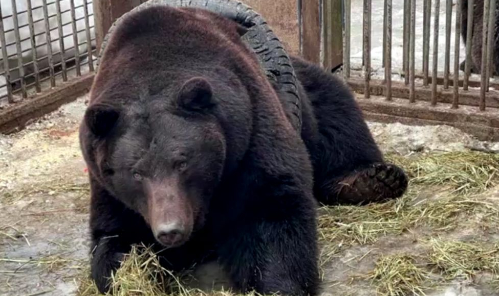 Urso fica preso em pneu de carro e precisa ser resgatado às pressas na Rússia