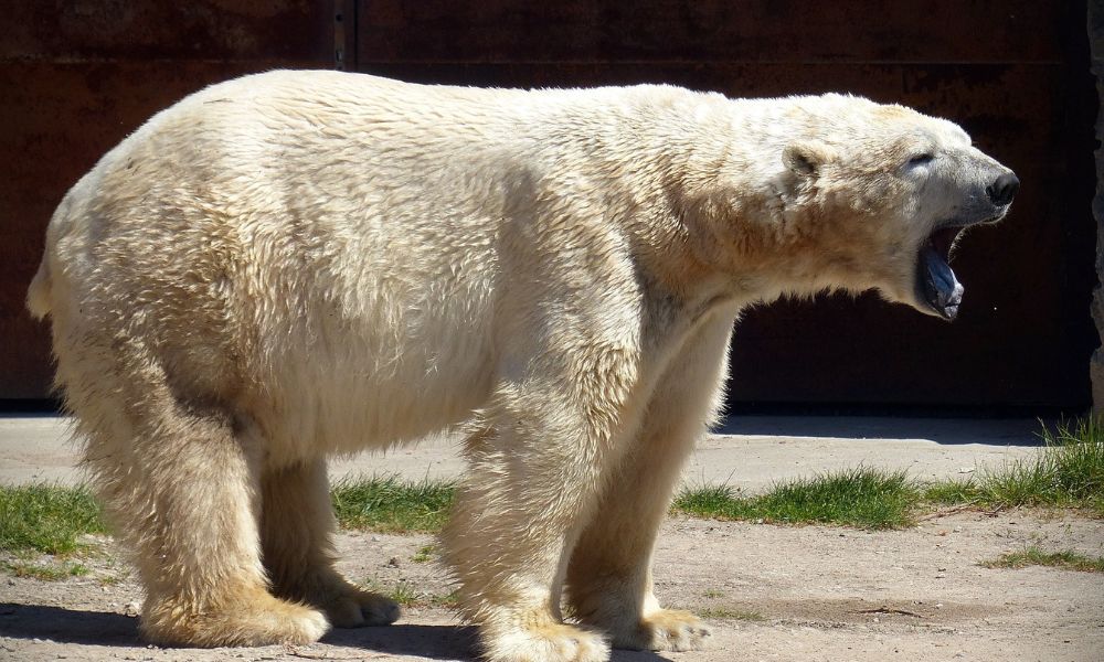 Urso polar morre no Alasca por gripe aviária letal
