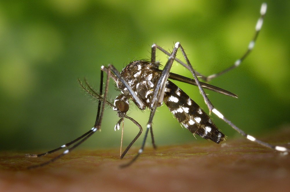 Brasil bate recorde ao registrar 1.116 mortes por dengue em 2024