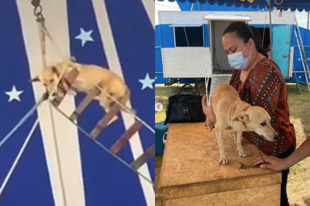 Circo é notificado após usar cachorro em espetáculo no Ceará