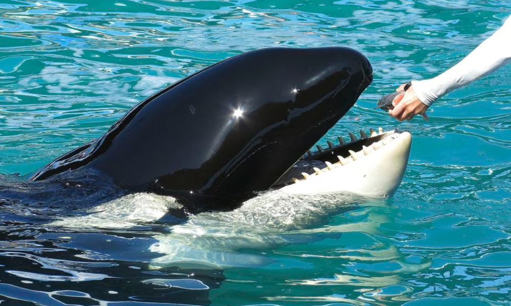 Após mais de 50 anos em aquário, orca Lolita morre em Miami