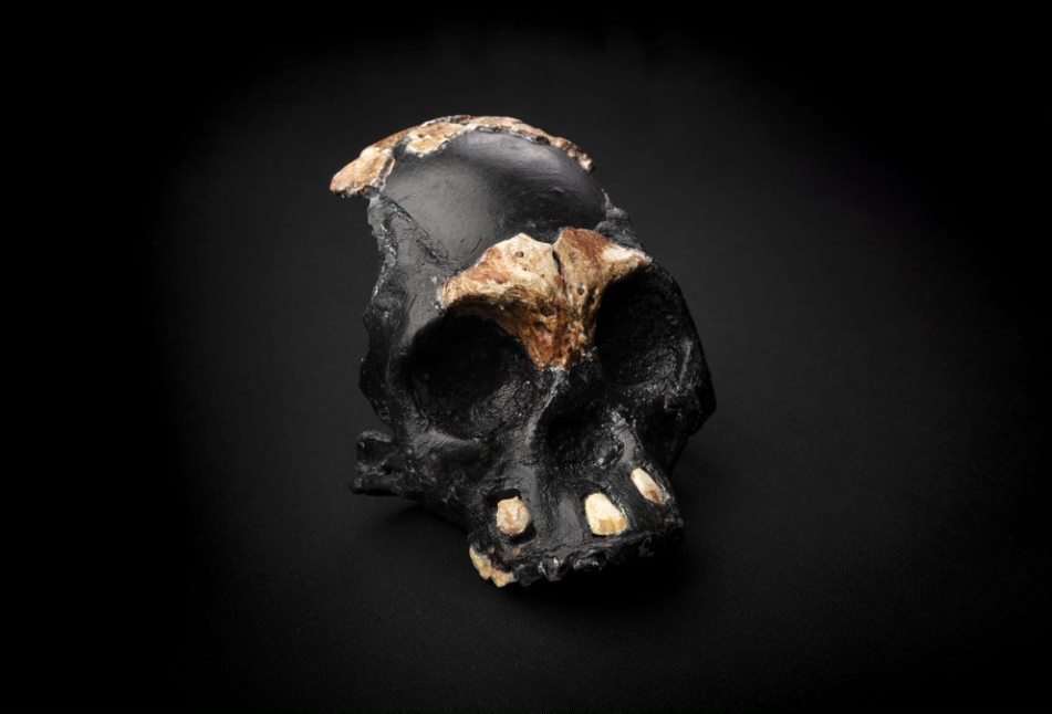 Fóssil de criança que viveu há 250 mil anos é encontrado na África do Sul