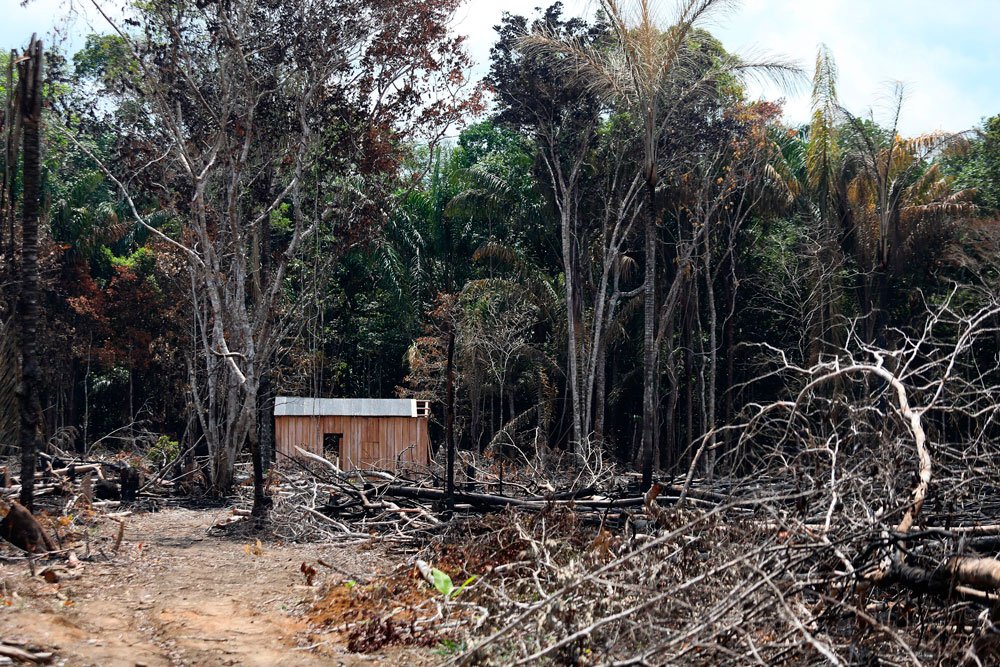 Desmatamento na Amazônia é o maior em 10 anos para o mês de agosto, diz Imazon