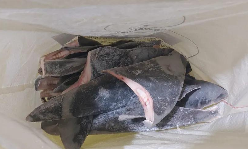 Ibama apreende quase 30 toneladas de barbatanas de tubarão e estima a morte de 10 mil animais