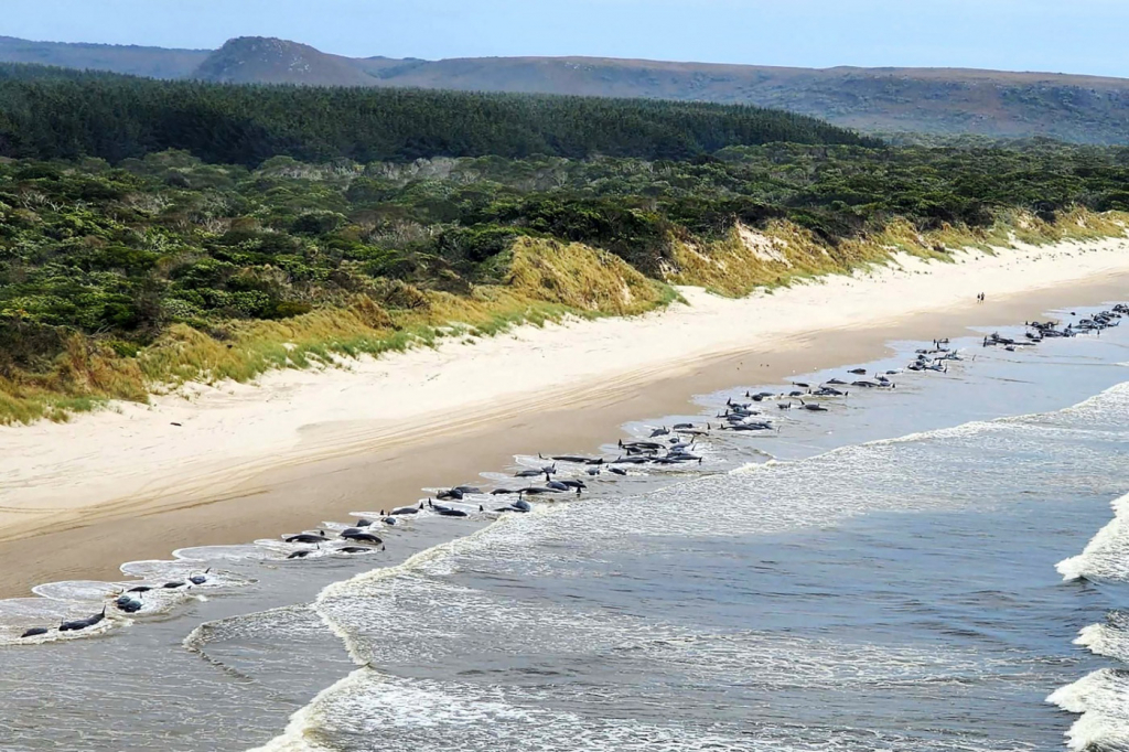 Autoridades encontram 230 baleias encalhadas em praia na Austrália