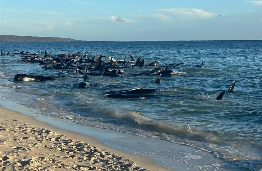 Dezenas de baleias encalham em massa na Austrália