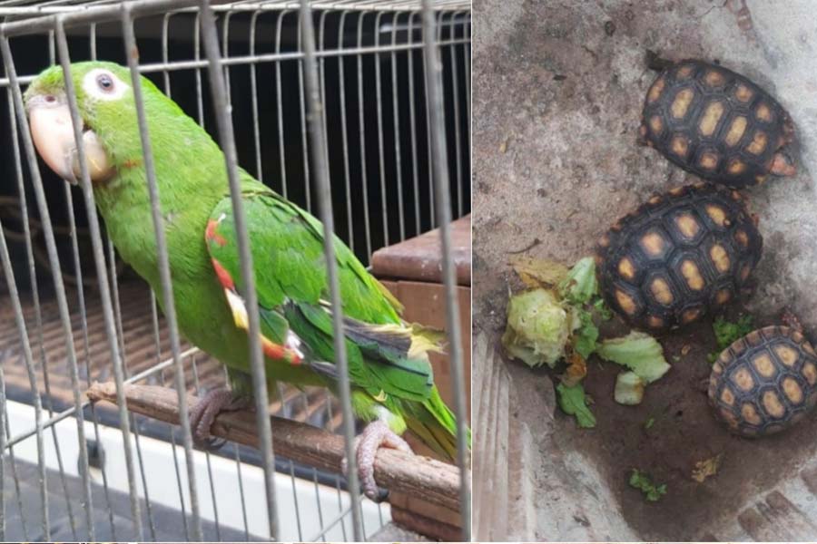 Polícia Ambiental multa morador em R$ 5 mil  por manter ave e três jabutis em cativeiro