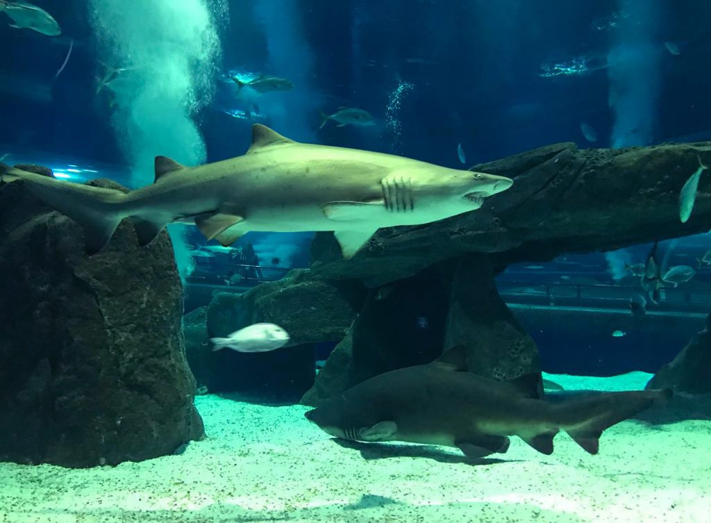 Tubarão morre de câncer em aquário turístico no Rio de Janeiro