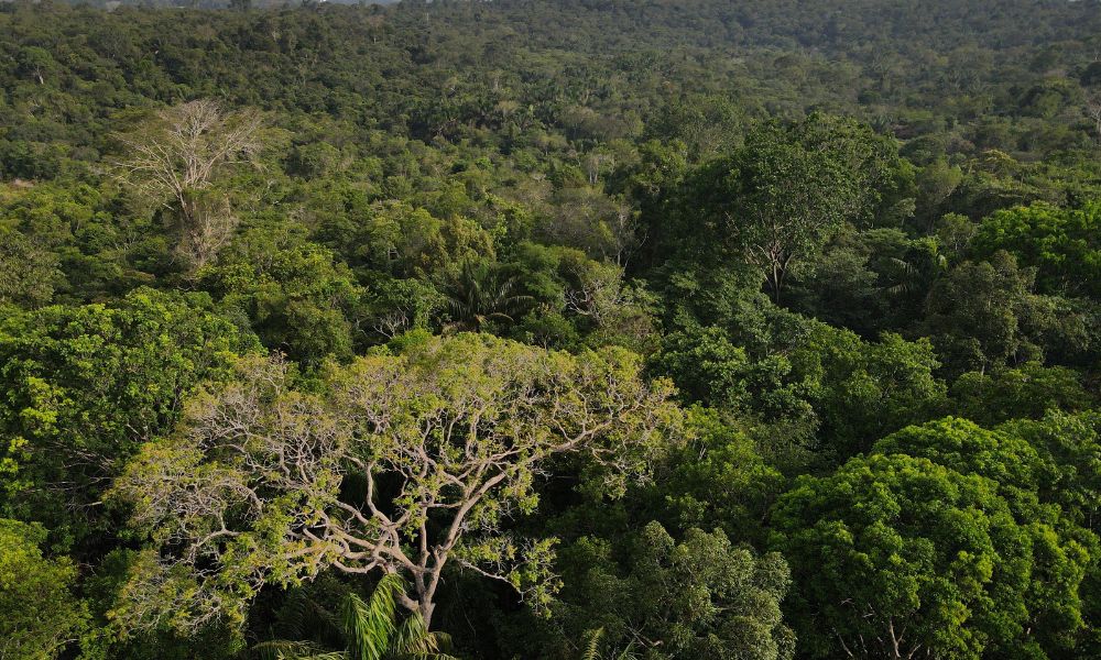 Presidente do BNDES pretende lançar programa de reflorestamento da Amazônia