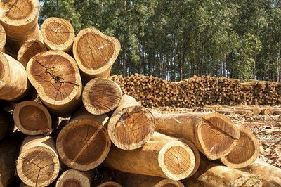 Governos da Europa sabiam que empresas sediadas em seus países compravam madeira ilegal
