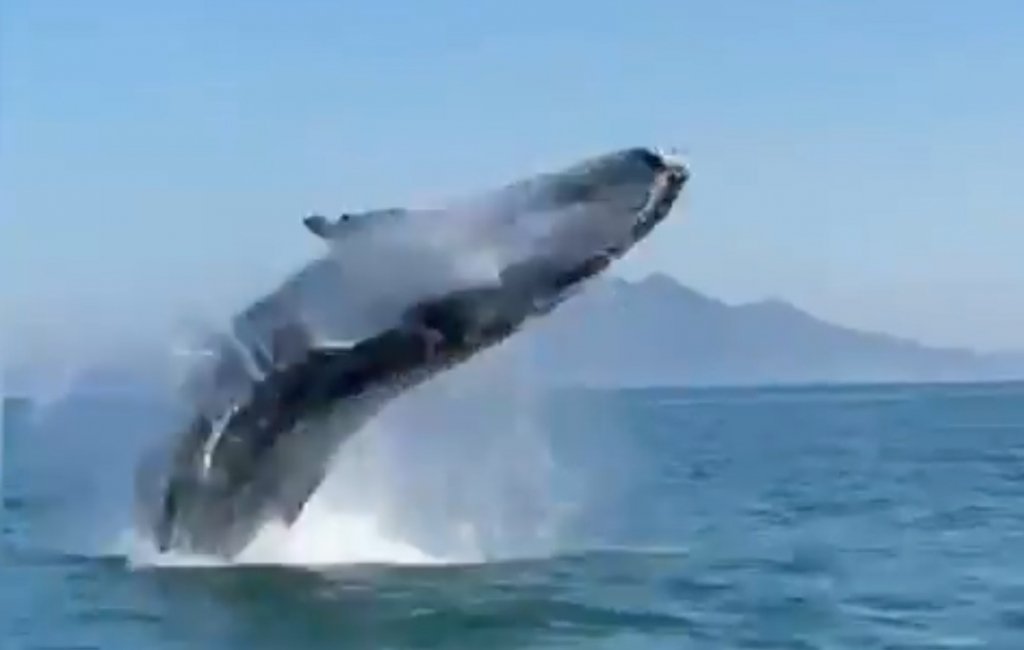 Baleia é flagrada saltando da água em Santa Catarina; veja vídeo