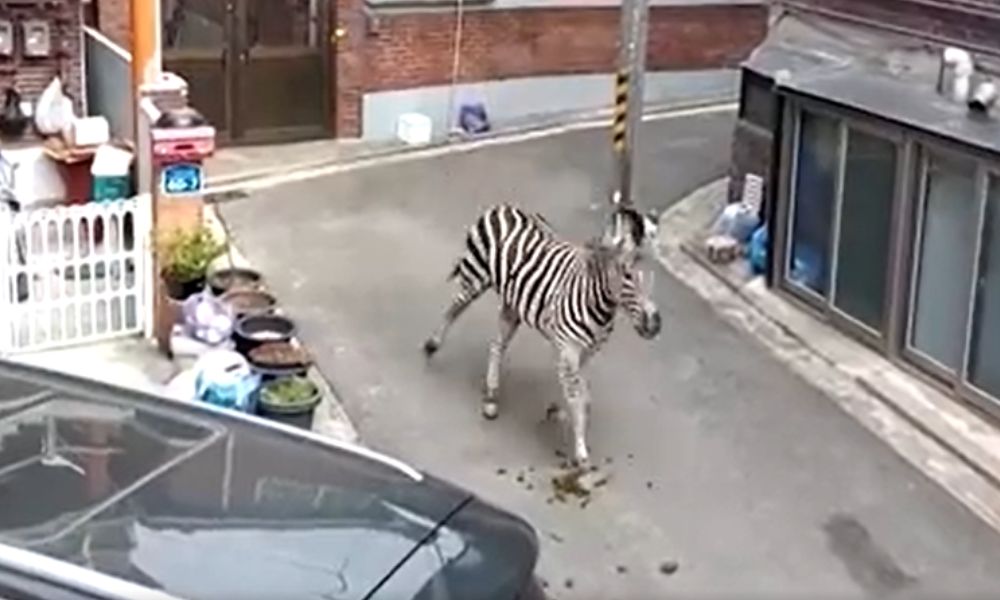Zebra foge de zoológico na Coreia do Sul e passeia pelas ruas da capital por três horas