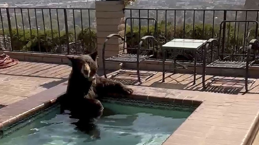 Urso invade casa e mergulha na piscina para fugir de calor extremo nos Estados Unidos; veja