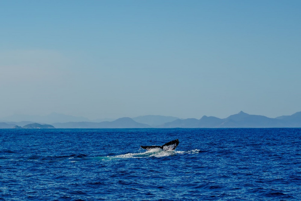 Fotógrafo registra 17 baleias jubartes no litoral do Rio e explica por que elas ‘invadiram’ as águas cariocas; veja vídeo