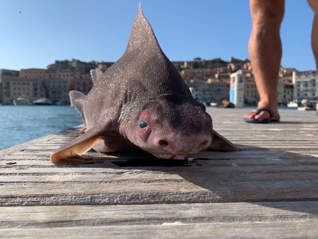 Tubarão ‘com cara de porco’ é encontrado em ilha da Itália