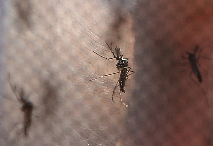 Capital paulista registra três vezes mais casos de dengue no primeiro semestre do que em 2020