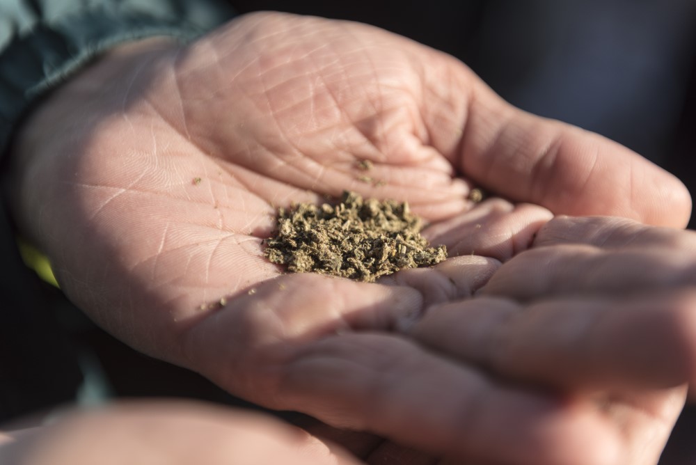 Conselho Nacional de Justiça anuncia mutirão para revisar prisões relacionadas ao porte de maconha 