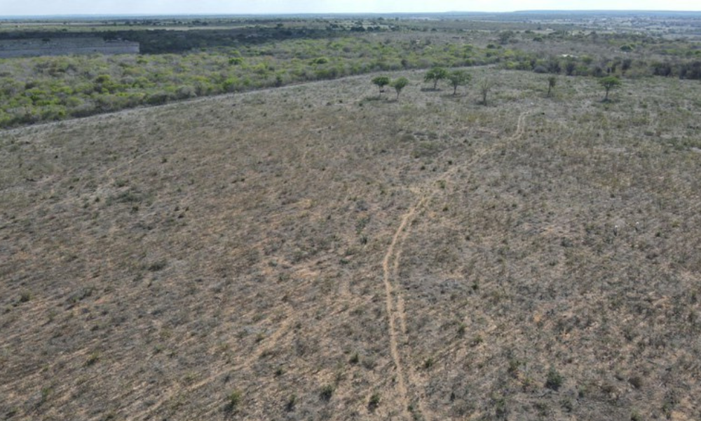 Operação do Ibama mira desmatamento ilegal na Caatinga paraibana