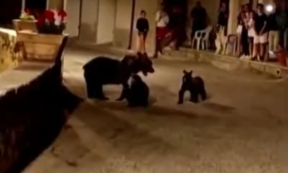 Ursa é morta a tiros na Itália e revolta população: ‘Danos irreparáveis e incalculáveis’; filhotes estão desparecidos 