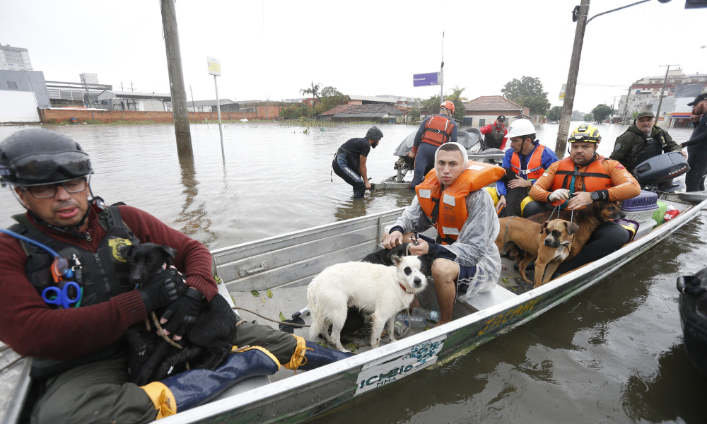 Quase 12 mil animais já foram resgatados das enchentes no RS