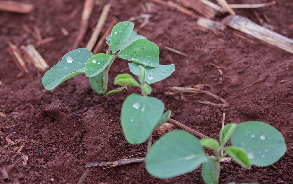 Previsão de altas temperaturas e chuvas impactam produção de soja no Brasil