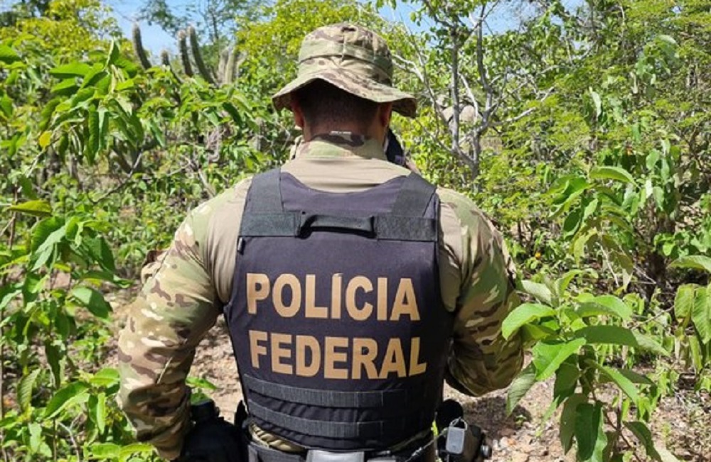 PF destrói 276 mil pés de maconha e evita a produção de 55 toneladas da droga no sertão pernambucano