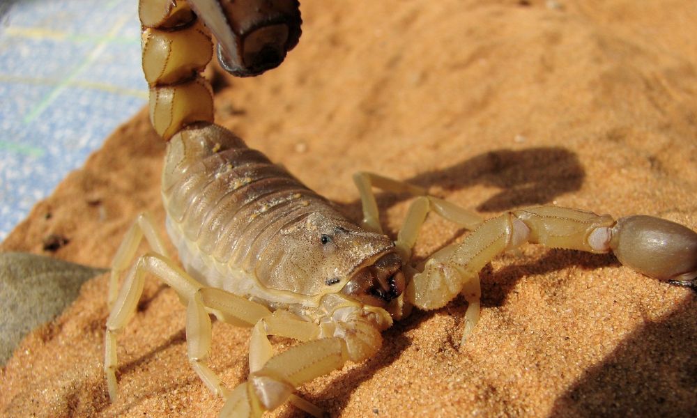 Criança é socorrida após ser picada por escorpião na Grande BH