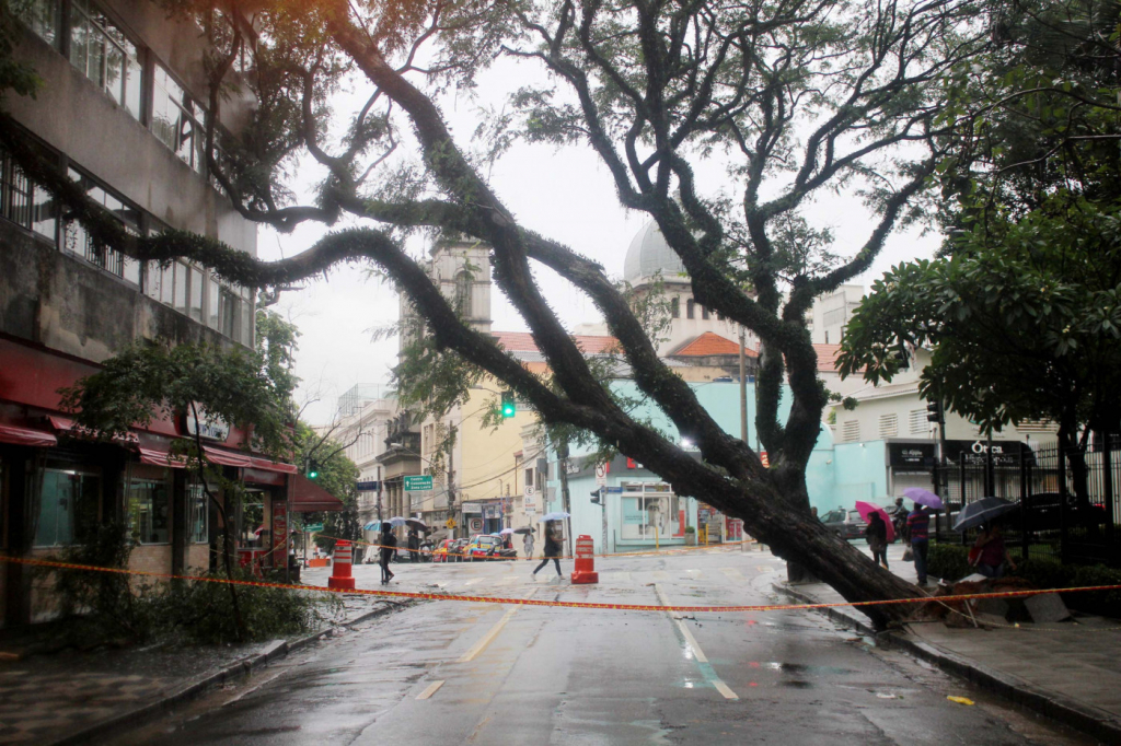 Paulistanos reclamam da falta de poda de árvores e temem acidentes