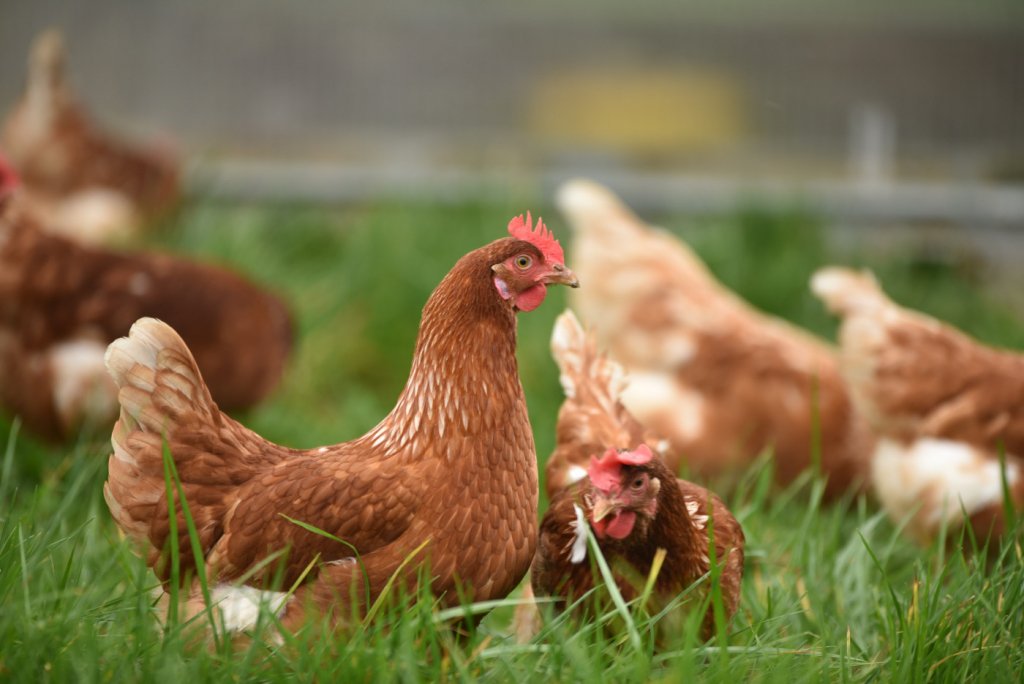 Onda de calor mata 400 mil galinhas no Uruguai, afirma associação